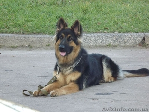 Продаю немецкую овчарку в Чернигове #857633