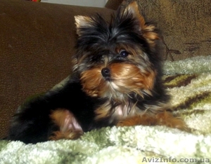 щенки йоркширского терьерк #861371