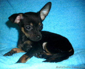 Русский той-терьер #857489