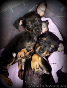 Обаятельные щенки русского той-терьера #857499