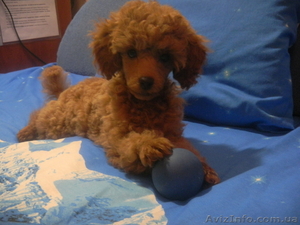 Той пуделёчек девочка #861143