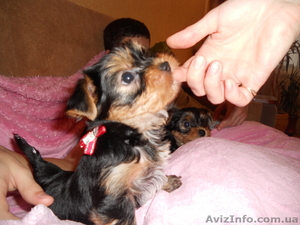 прелестные детки -щеночки йорка #866791