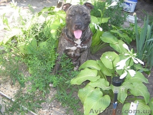 Ищу невесту породы питбуль #870704