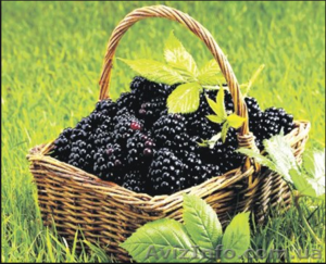  Саженцы Ежевика Торнфри(без шипов) #866333