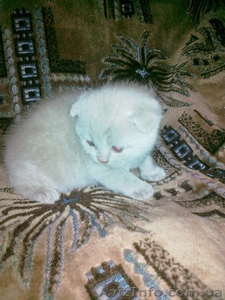 Шотландские  котята-мальчики  #870468