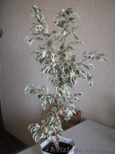 Продам пестролистный фикус бенджамина #868354