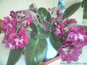 Продам комнатную домашнюю сортовую фиалку #868326