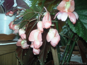 продам бегонию коралловую #866406