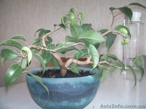 Продам мелколистный фикус бенджамина #868342