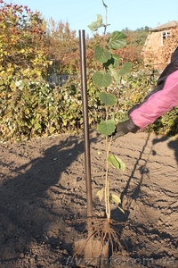 Двухлетние саженцы фундуку от 1000 шт,  саженцы винограда. #865840