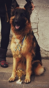 Щенки немецкой титулованой овчарки #859633