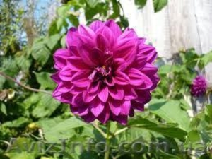 Продам георгины #856340