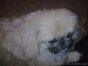 чистопородные мальчики пекинеса #856543