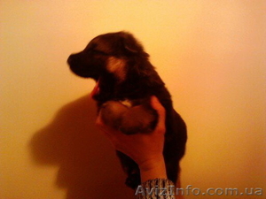 Щенок от профессионального заводчика кинолога #857200