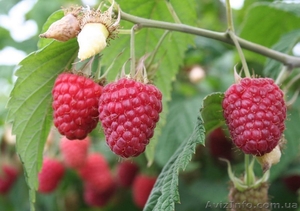 Саженцы малины,  смородины,  абрикосов оптом #864242