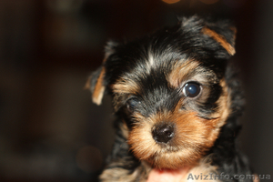цуценята йоркширського терєра #866295