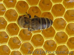 Натуральный 100% свой мед,  20 лет опыта. Разнотравье. #872432