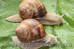 виноградная улитка #854295
