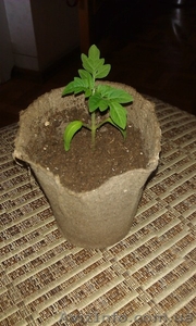 Рассада комнатные помидоры #866621