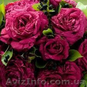 саженцы роз,  кусты роз,  посадочный материал для теплиц. #871231