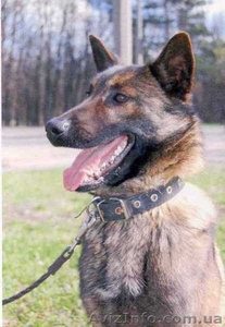 Срочная продажа бойцовской собаки!   #864078