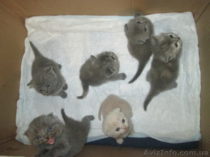 Котята шотландские вислоухие и прямоухие #852595