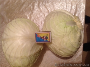 Білокачанна капуста Анкома оптом з холодильника Львів #872530