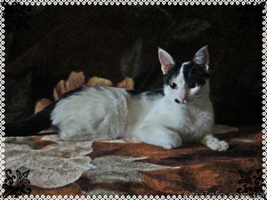 Мілка,  6 місяців,  в добрі руки! #852332