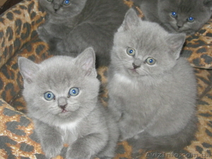 Британские котята! #851777