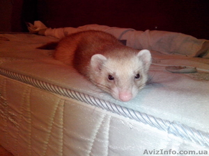 продаю щенков фретки #851755