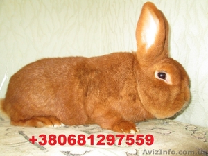 Продам кроликов породы Новозеландский красный .  #855927