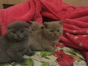 мутоновое счастье #852740