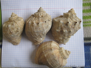 Ракушки Рапана 1 мешок #851905