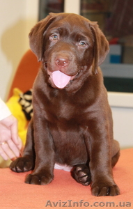 шоколадные щенки лабрадора #856836