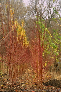 Предлагаю саженцы персика 