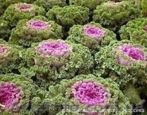 Капуста декоративная #856346