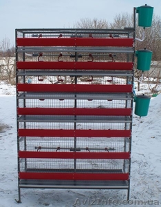 Клеточная батарея для перепелов #866763