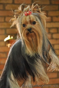 Мальчик йорик приглашает на вязку #866459