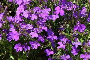 Продам лобелию #856351