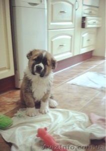 продам щенка алабая,  красавчик и умничька #855504