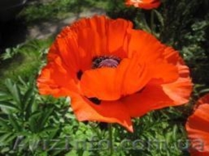 Схемы для вышивки крестом,  бисером по авторскому фото #863048