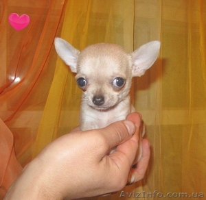 Девочка миничишечка #866971