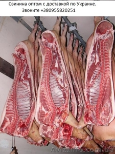 Свинина оптом по всей Украине #854873