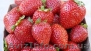 купить рассаду клубники Монтерей (Monterey) #871478