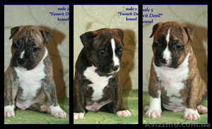 Подрощеный  щенок Мальчики Ам. Стафф. Терьер.,  #366330