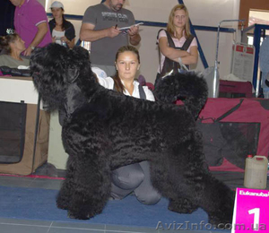 Щенки русского черного терьера 