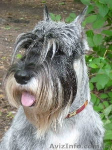 Щенки Миттельшнауцера (ожидается рождение скоро) #858366