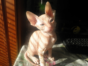 Очаровательные донские сфинксы #842506