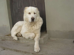 щенков среднеазиатской овчарки #870073