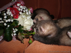 Продам малышей хорька  фретки  #861999